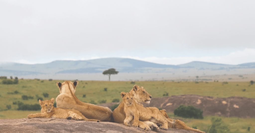 The Lioness